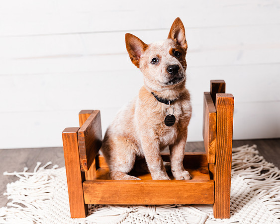 2021_12_Cowboy-Dixie_139
