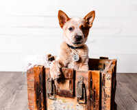 2021_12_Cowboy-Dixie_149