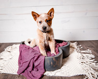 2021_12_Cowboy-Dixie_184