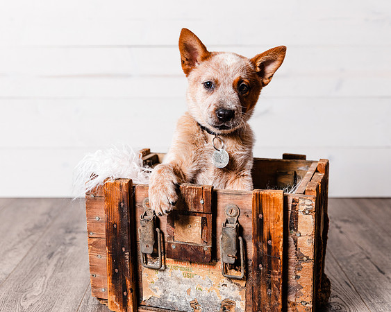 2021_12_Cowboy-Dixie_148