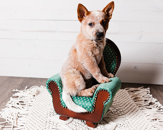 2021_12_Cowboy-Dixie_114