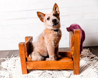 2021_12_Cowboy-Dixie_126