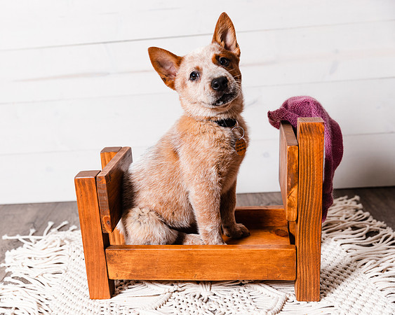 2021_12_Cowboy-Dixie_126