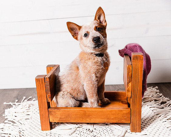 2021_12_Cowboy-Dixie_130