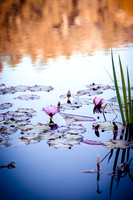 2021_12_FallbrookDirectory_124