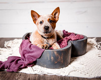 2021_12_Cowboy-Dixie_206