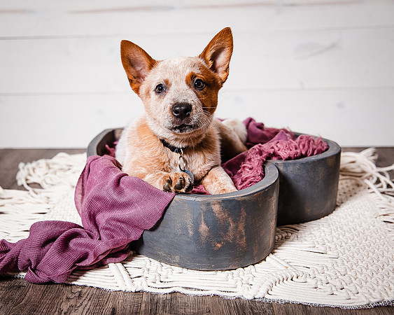 2021_12_Cowboy-Dixie_206