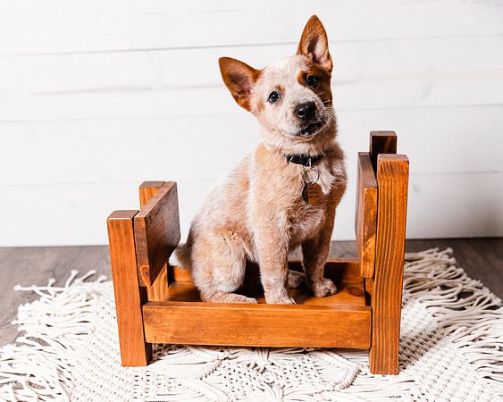 2021_12_Cowboy-Dixie_135