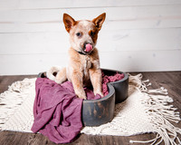 2021_12_Cowboy-Dixie_183