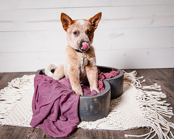 2021_12_Cowboy-Dixie_183