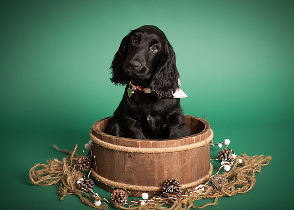 2023_12_Beatrice-Puppy-MS_002