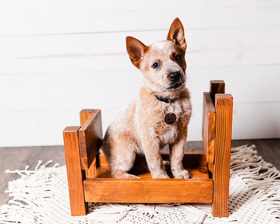 2021_12_Cowboy-Dixie_140