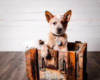 2021_12_Cowboy-Dixie_150