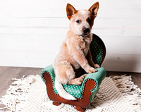 2021_12_Cowboy-Dixie_115