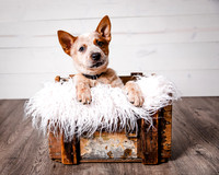 2021_12_Cowboy-Dixie_172
