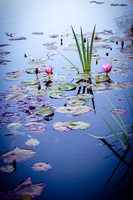 2021_12_FallbrookDirectory_126