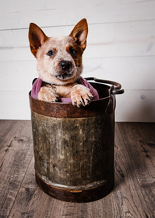 2021_12_Cowboy-Dixie_212