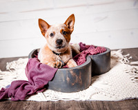 2021_12_Cowboy-Dixie_205