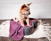 2021_12_Cowboy-Dixie_182
